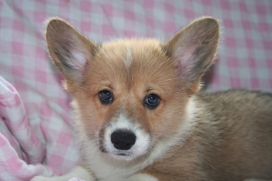 Puppies